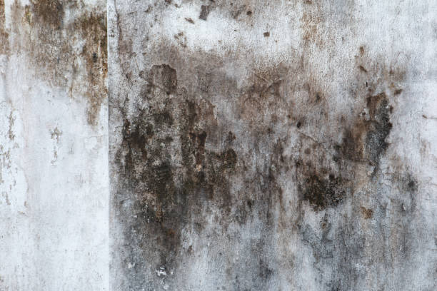 Forensic Mold Investigation in Norwood, OK