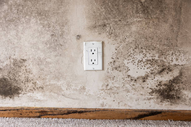 Best Biohazard Mold Removal  in Norwood, OK